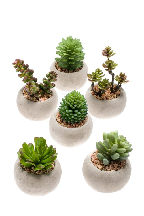 Visuel 1 du produit Ensemble de 6 petites plantes grasses artificielles en pot - Ø 6,5 x 6,5 cm