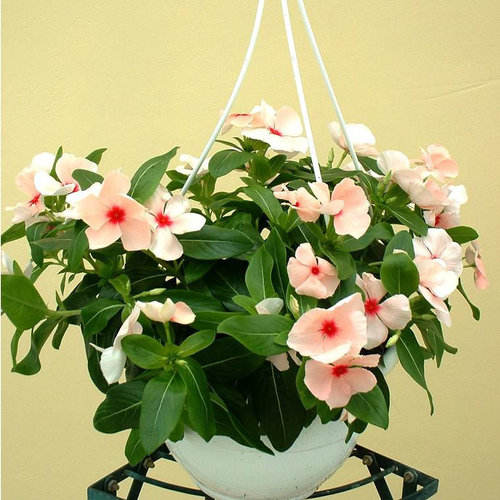 Visuel 1 du produit Pervenche retombante - La suspension diam 27 cm