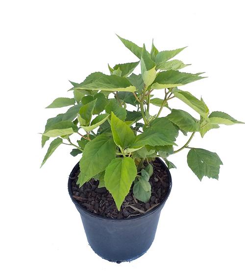 Visuel 1 du produit Hibiscus moscheutos rouge. Le pot de 5 litres