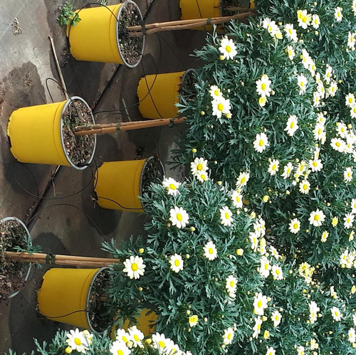 Visuel 1 du produit Anthemis Tige Jaune. Le pot de 3 litres