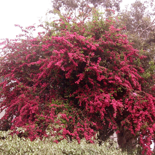 Visuel 2 du produit Aubépine ‘Paul’s Scarlet’ botanic® rose. Le pot de 10 litres