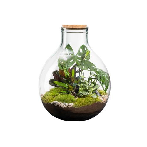 Visuel 1 du produit Terrarium autonome botanic® Karafu - Taille 25 L Ø 37 cm H 46 cm