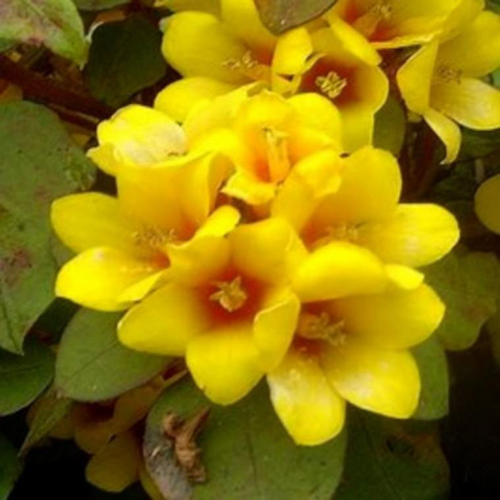 Visuel 1 du produit Lysimachia - La suspension