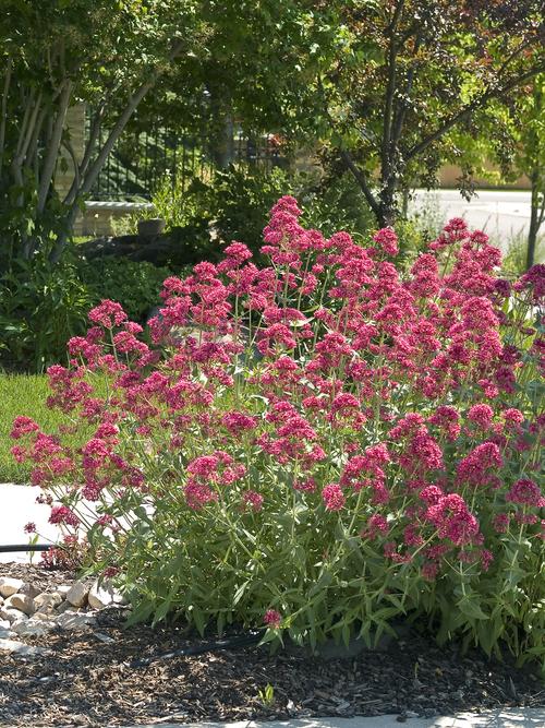 Visuel 1 du produit Valériane  - Le pot de 2 litres