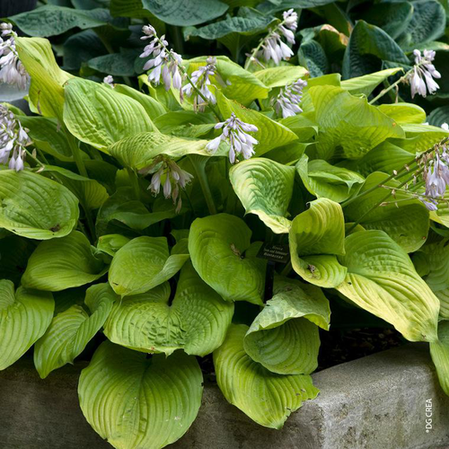 Visuel 1 du produit Hosta 'Sum And Substance' - Le pot de 2 litres