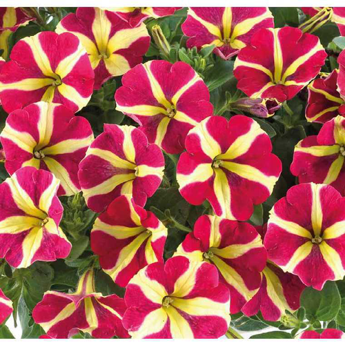 Visuel 1 du produit Pétunia retombant Amor - Le pot de 9 x 9 cm