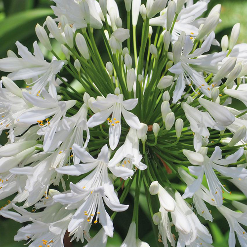 Visuel 1 du produit Agapanthe Blanche - Le pot de 9x9 cm