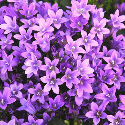 Visuel 1 du produit Campanula Muralis (violet) - Le pot de 4 litres