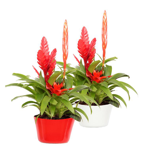 Visuel 1 du produit Plante fleurie Bromeliacee - Ø 16 cm