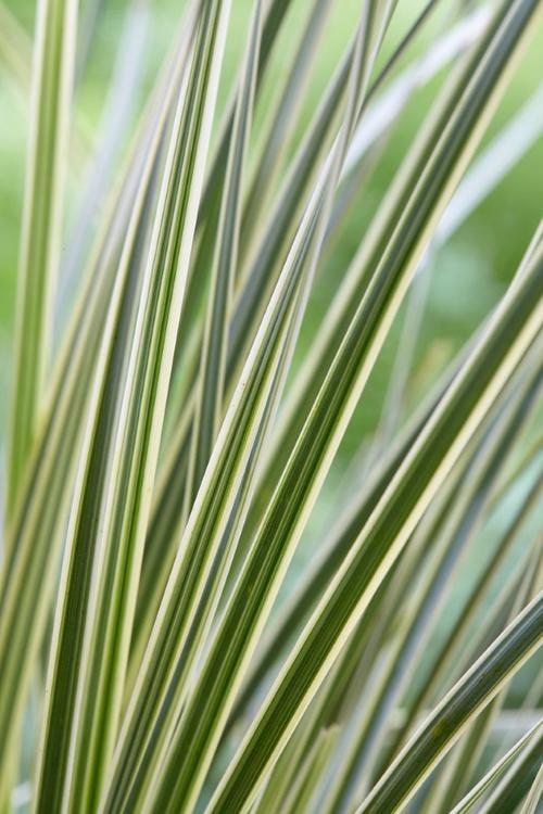 Visuel 2 du produit Lomandra longifolia White Sands. Le pot de 3,5 litres