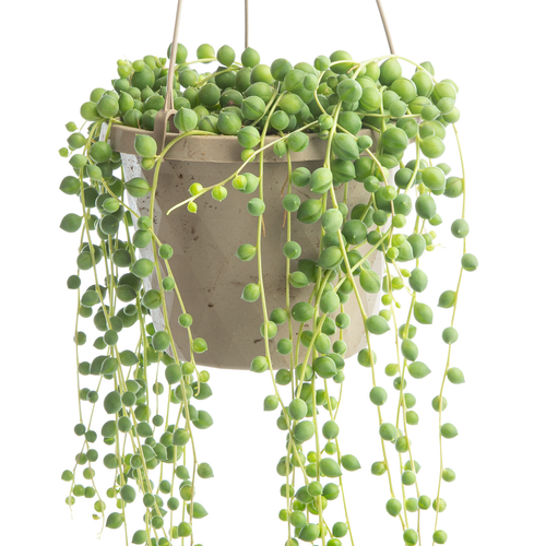 Visuel 2 du produit Collier de perles (Senecio rowleyanus) vert. La suspension Ø 12 cm