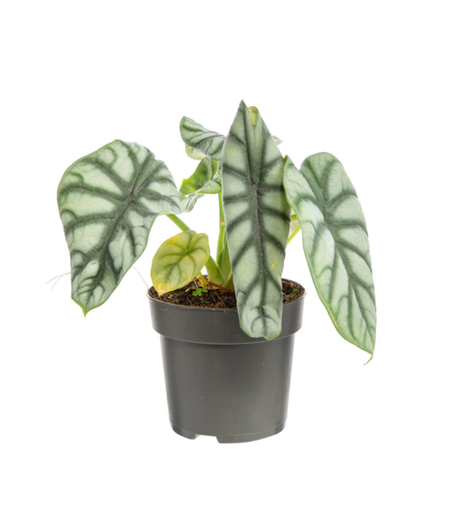 Visuel 1 du produit Alocasia Dragon Scale vert. Le pot Ø 19 cm