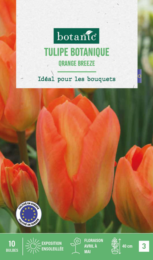 Visuel 1 du produit Tulipe breeze botanic® - 10 bulbes