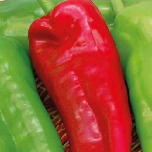 Visuel 2 du produit Poivrons En Mélange Bio. La barquette de 3 plants