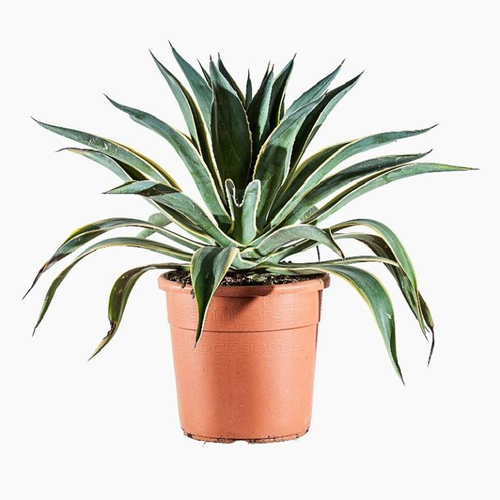 Visuel 1 du produit Agave Desmetiana Variegata. Le pot de 15 litres