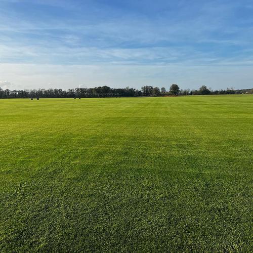 Visuel 3 du produit Gazon naturel résistant à la sécheresse en rouleaux Les Gazons de la Hardt - prix au m² pour une surface achetée totale de 451 à 500 m²