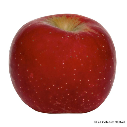 Visuel 1 du produit Pomme Early Red One bio de France - Prix au kg