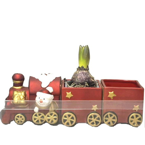 Visuel 1 du produit Jacinthe en pot déco. La composition de 30 cm