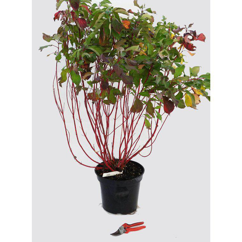 Visuel 1 du produit Cornouiller blanc Baton rouge (Cornus Alba) 80/100. Le pot 12 litres