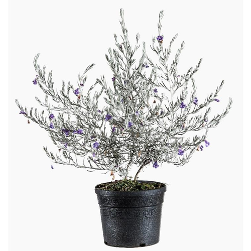 Visuel 1 du produit Eremophila Nivea (Eremophile soyeuse) 30/40 en pot de 5 L blanc