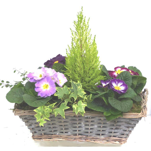 Visuel 1 du produit Jardinière variée coloris violet. La jardinière en osier de 40 cm