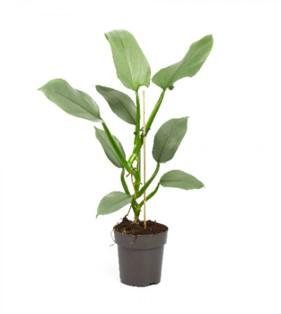 Visuel 1 du produit Philodendron Silver Queen. Le pot de Ø 14 x H 45 cm