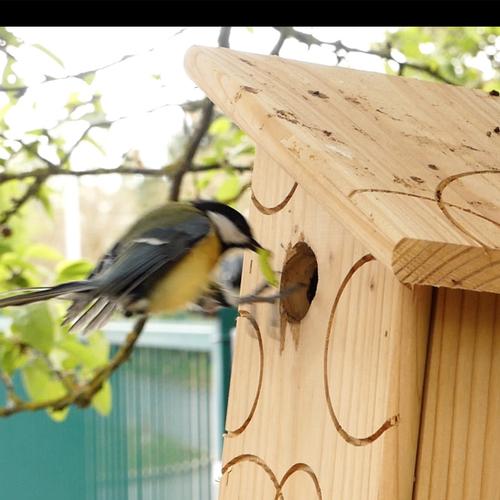 Visuel 2 du produit Nichoir la fiesta pour mésanges charbonnières en bois 20 x 22 x 28 cm