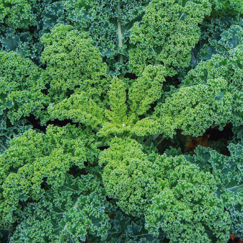 Visuel 1 du produit Chou Kale Halbhoher Bio. La barquette de 3 plants