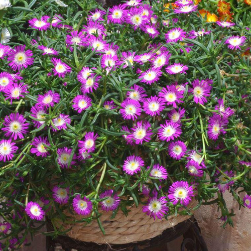 Visuel 1 du produit Delosperma Weels of Wonder violet - Le pot de 2 litres