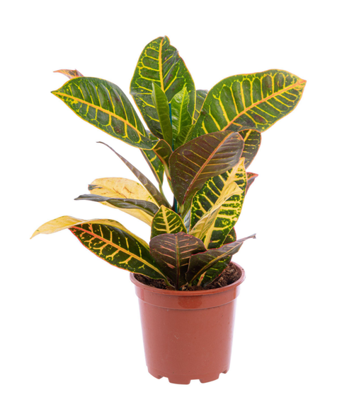 Visuel 1 du produit Croton petra multicolore. Le pot Ø 19 cm
