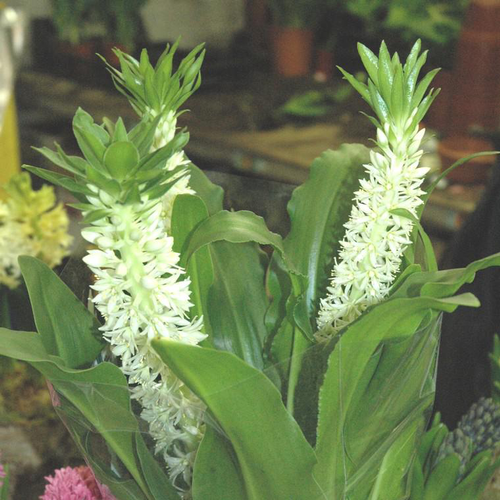 Visuel 1 du produit Eucomis Autumnalis - Le pot de 3 litres
