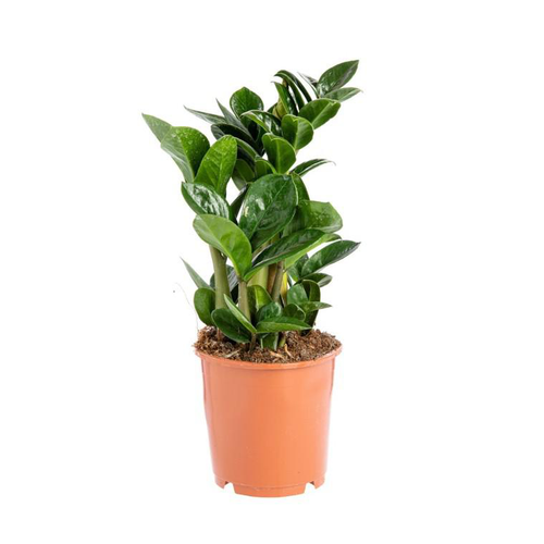 Visuel 1 du produit Zamioculcas Zenzi pot Ø14xH40 cm