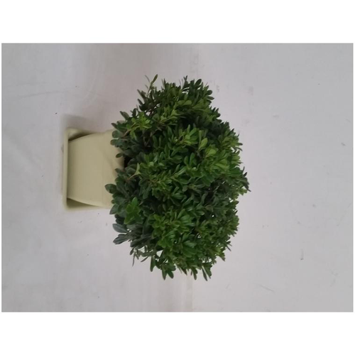 Visuel 1 du produit Pittosporum Tobira Nanum (Pittospore du Japon) en pot de 13,5 L vert