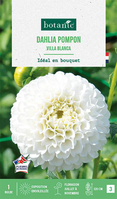 Visuel 1 du produit Bulbe de fleurs Dalhia pompon Villa Blanca botanic® - 1 bulbe