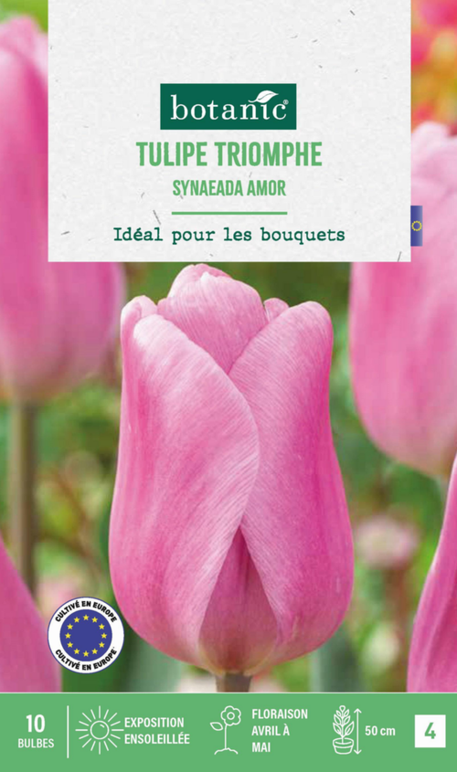 Visuel 1 du produit Tulipe Synaeada amor botanic® - 10 bulbes