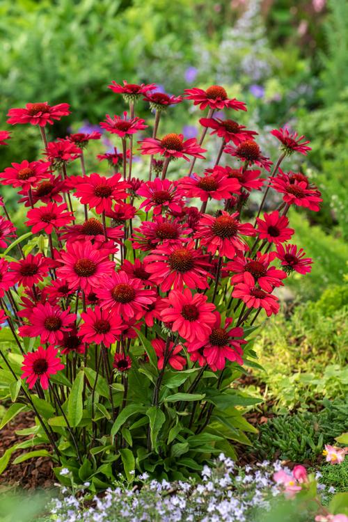Visuel 1 du produit Echinacea PANAMA RED - Le pot de 2 litres