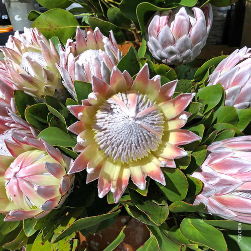 Visuel 1 du produit Protea - Le pot de 17 cm