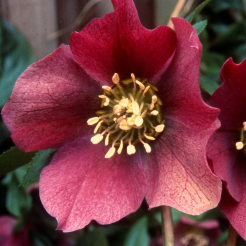 Visuel 1 du produit Hellébore ou Rose de Noël à fleurs rouges - Le pot de 3 litres