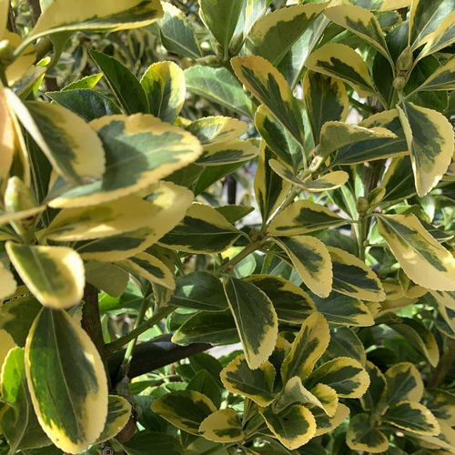 Visuel 1 du produit Fusain du Japon Elégant Aureus. Le pot de 35 litres, 125/150 cm