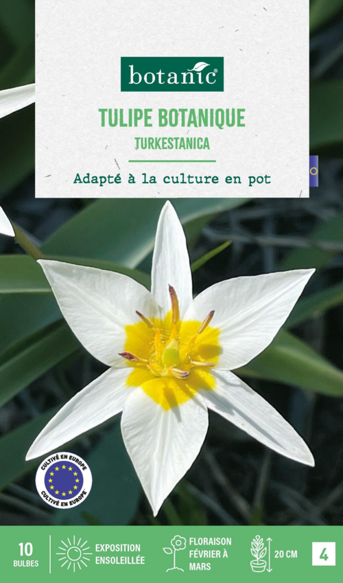 Visuel 1 du produit Tulipe species turkestanica botanic® - 10 bulbes