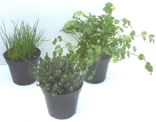 Visuel 3 du produit Thym commun. Le pot de 1 litre