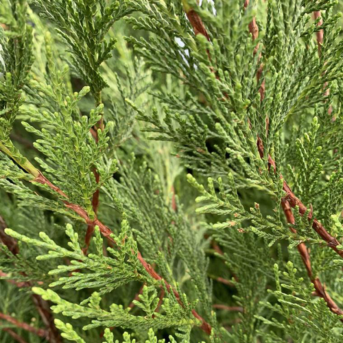 Visuel 1 du produit Cyprès de Leyland vert. Le pot de 10 litres, 100/125 cm