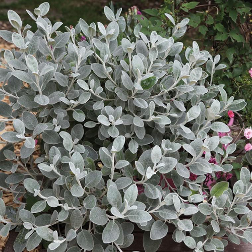 Visuel 1 du produit Brachyglottis X WalbertonS Silver Dormouse. Le pot de 4 litres