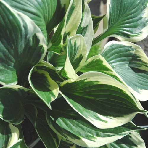 Visuel 1 du produit Hosta 'Barbara Ann' - Le pot de 2 litres