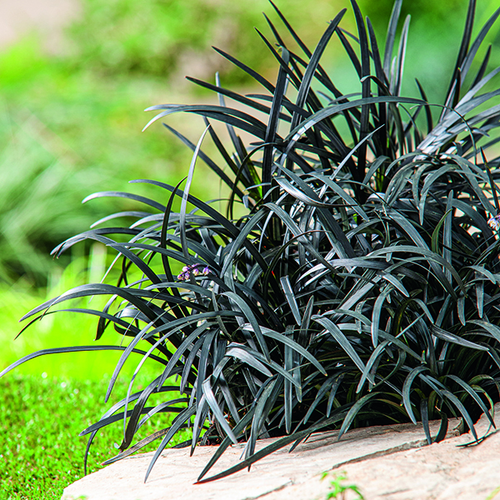 Visuel 1 du produit Ophiopogon Niger noir botanic®. Le pot de 1 litre