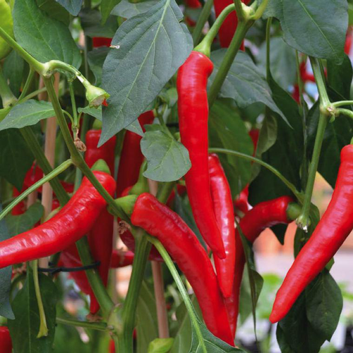 Visuel 1 du produit Piment De Cayenne Bio. La barquette de 3 plants