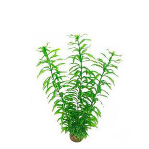 Visuel 1 du produit Plante artificielle Hygrophila pour aquarium - SUPERFISH