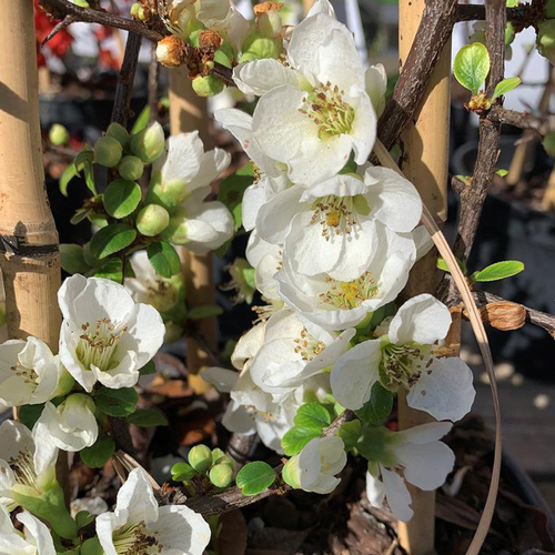 Visuel 1 du produit Cognassier du Japon Nivalis (Chaenomeles Speciosa). Le pot 3 litres