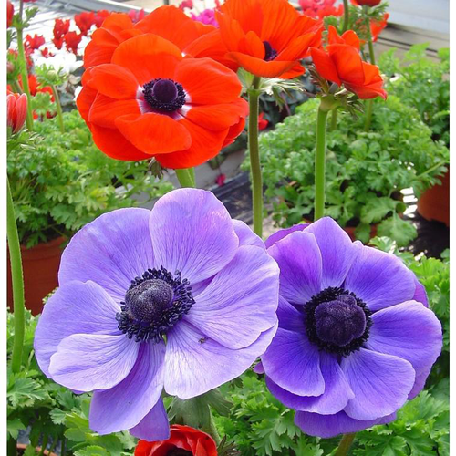 Visuel 3 du produit Anémone de Caen - Le pot de 2,5 litres