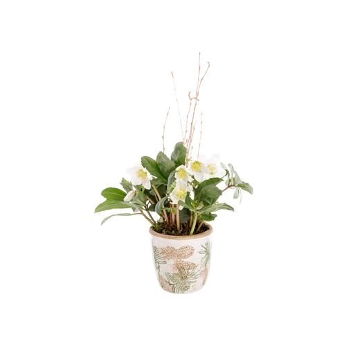 Visuel 1 du produit Hellébore blanc. Le pot Ø 12,5 cm avec cache pot décor pomme de pin.